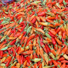 Jual Lombok Kecil Murah